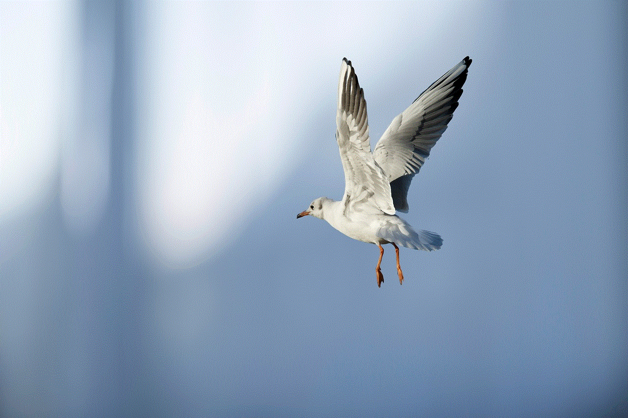 Seagull Bird