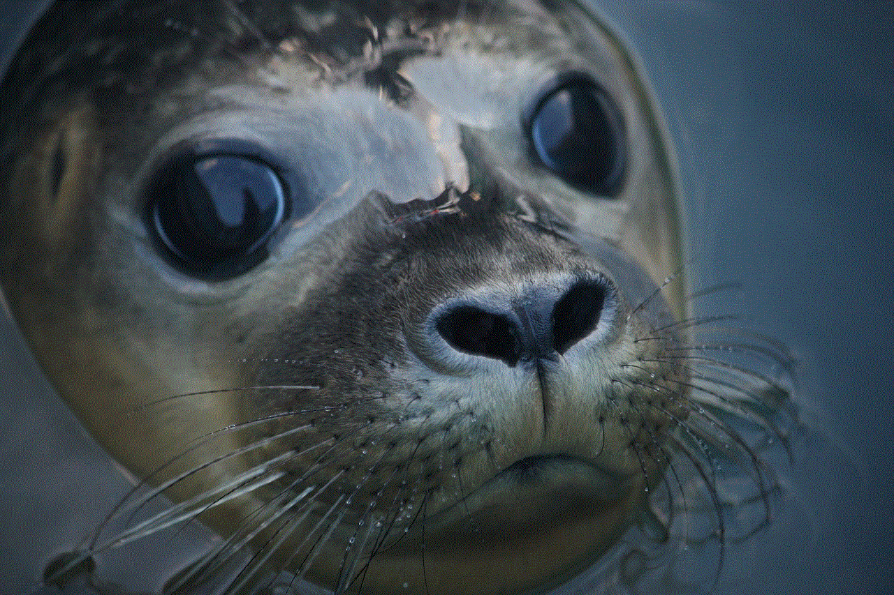 Seal Animal