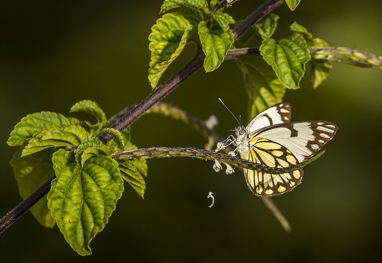 Butterflies Wings Butterflies Wings