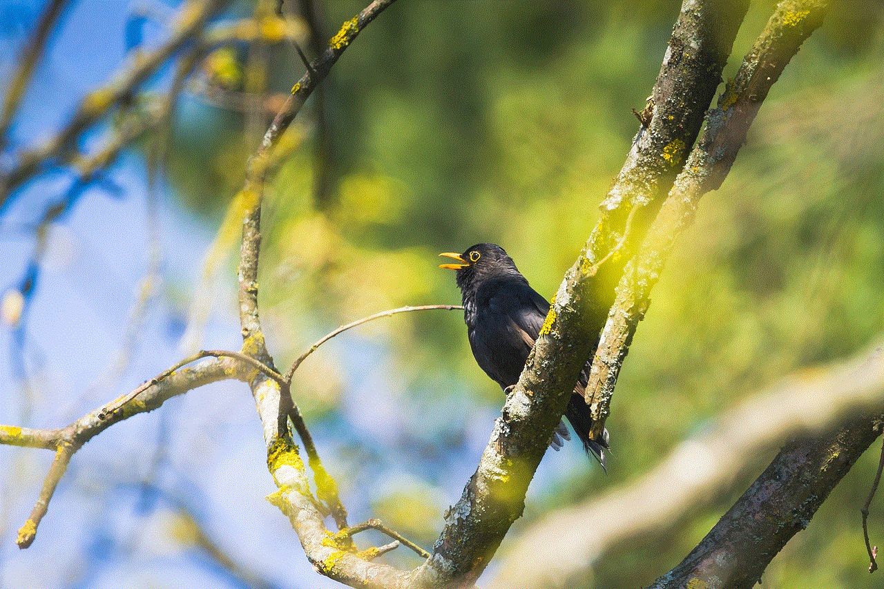 Blackbird Wildlife