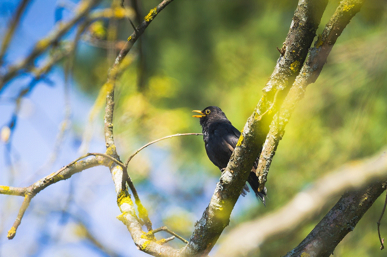 Blackbird Wildlife Blackbird Wildlife