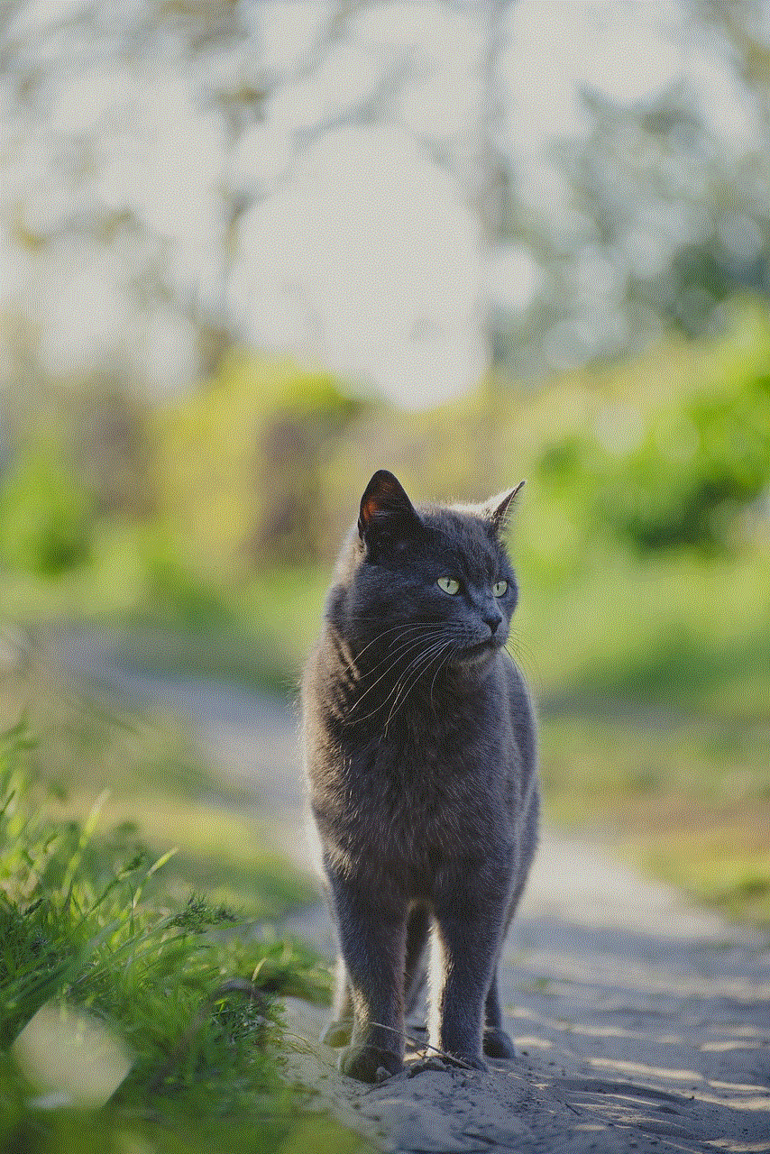 Cat Outdoors Cat Outdoors