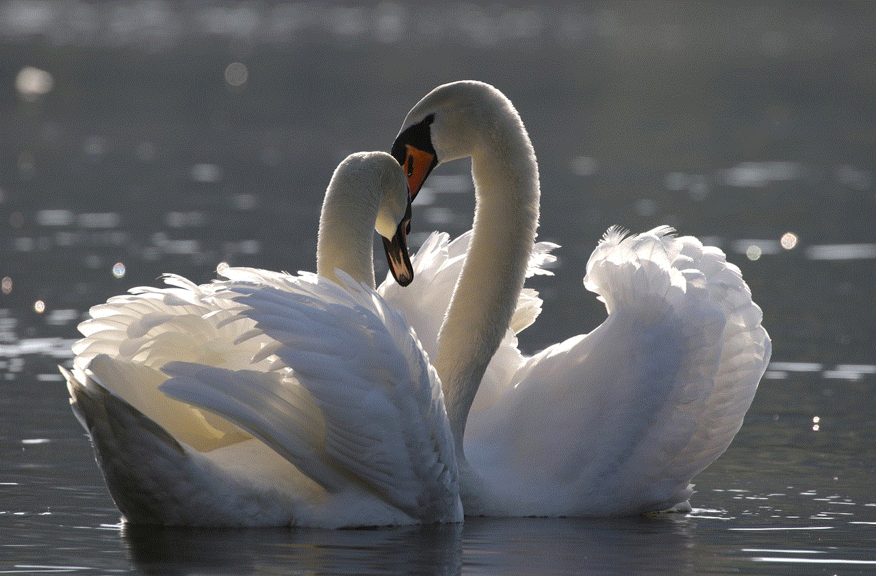 Birds Swan