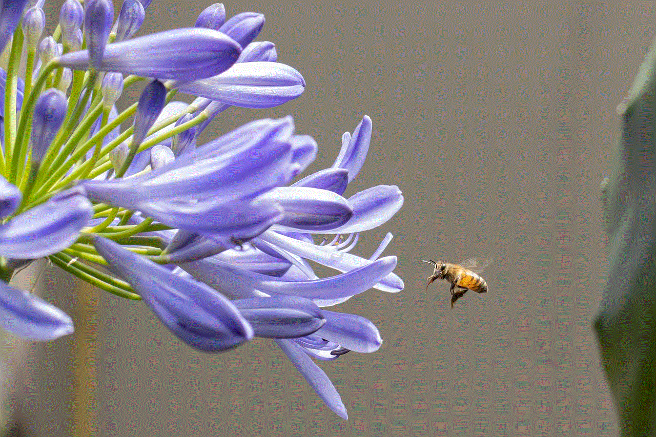 African Lily Bee