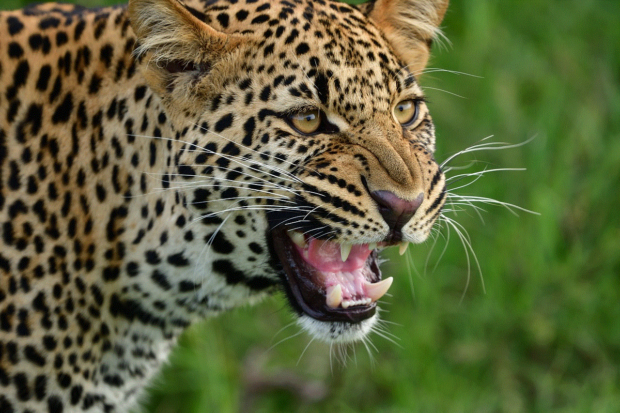 Leopard Wildlife