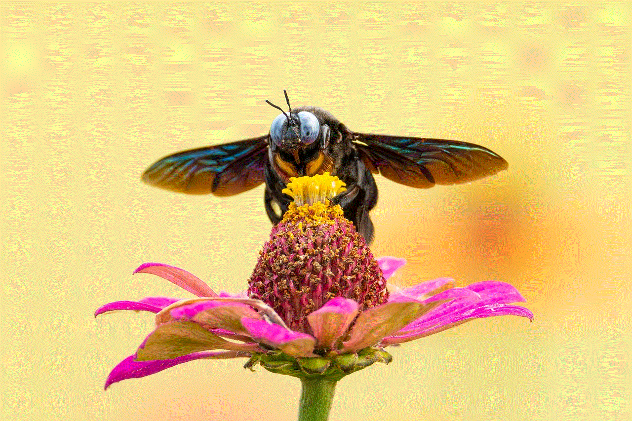 Bee Insect