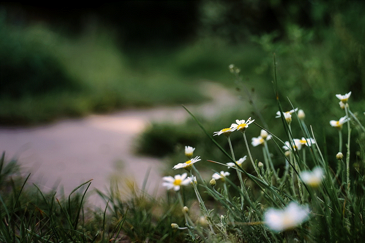 Flowers Daisies