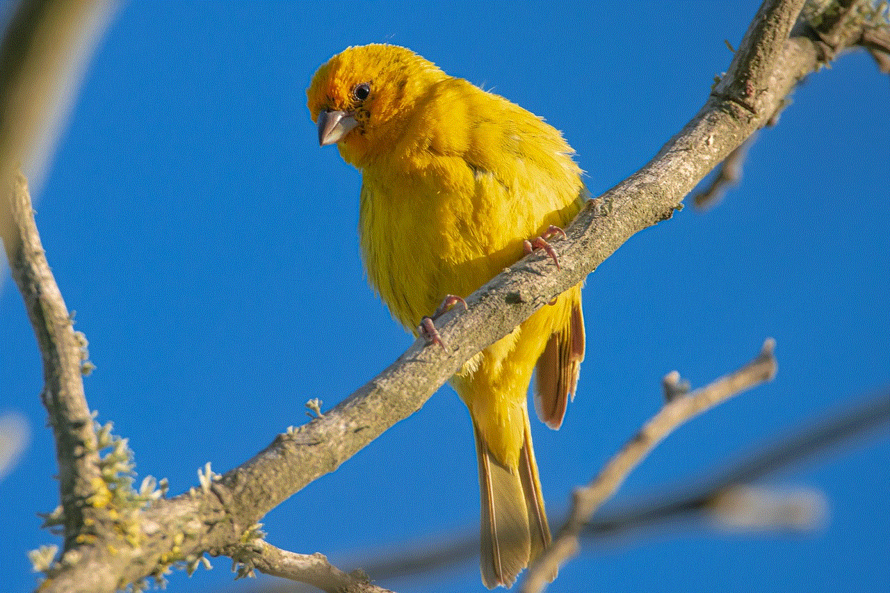 Bird Saffron Finch