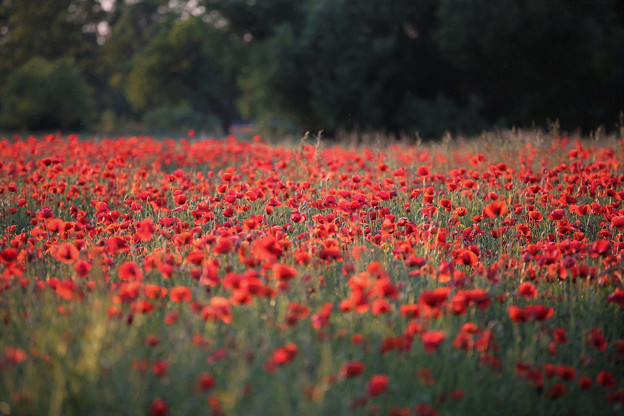 Red Poppies Meadow