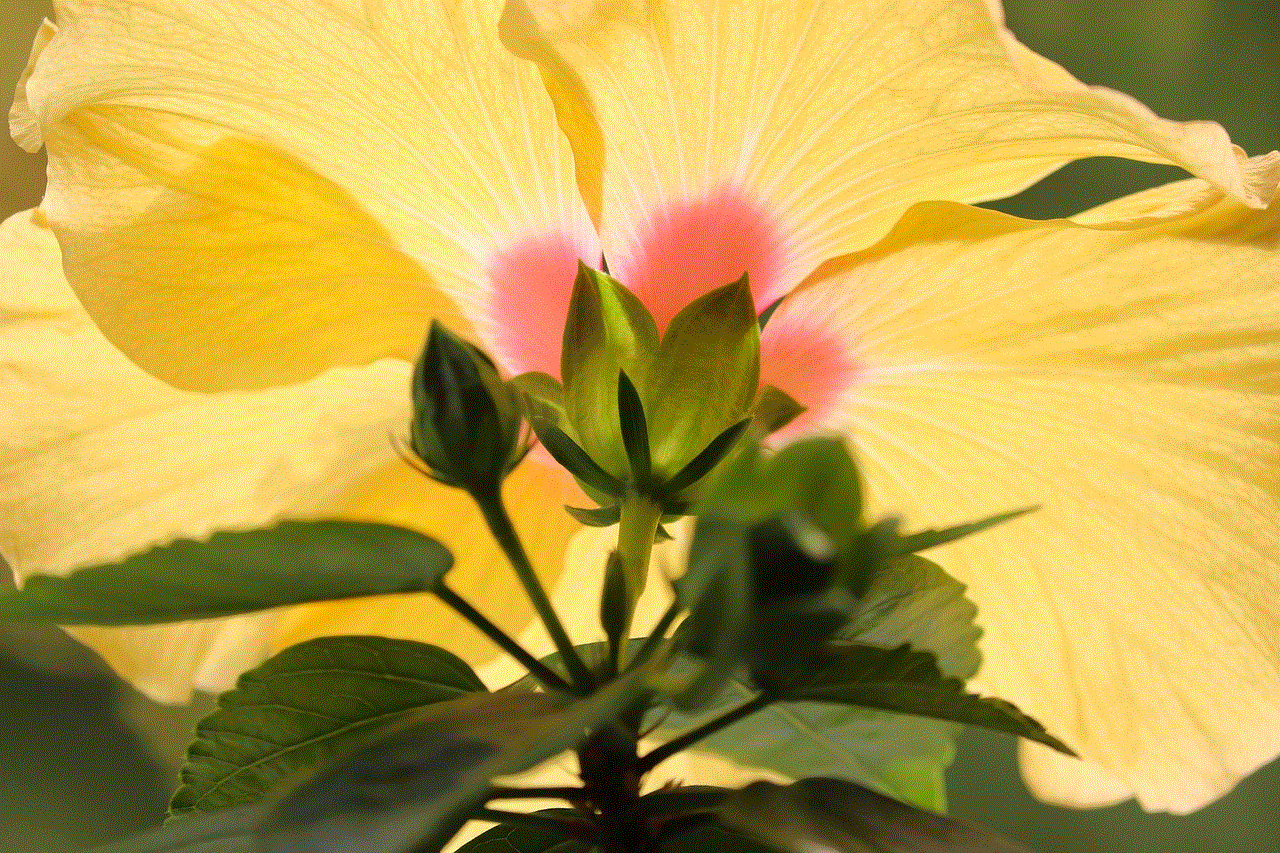 Hibiscus Flower Hibiscus Flower