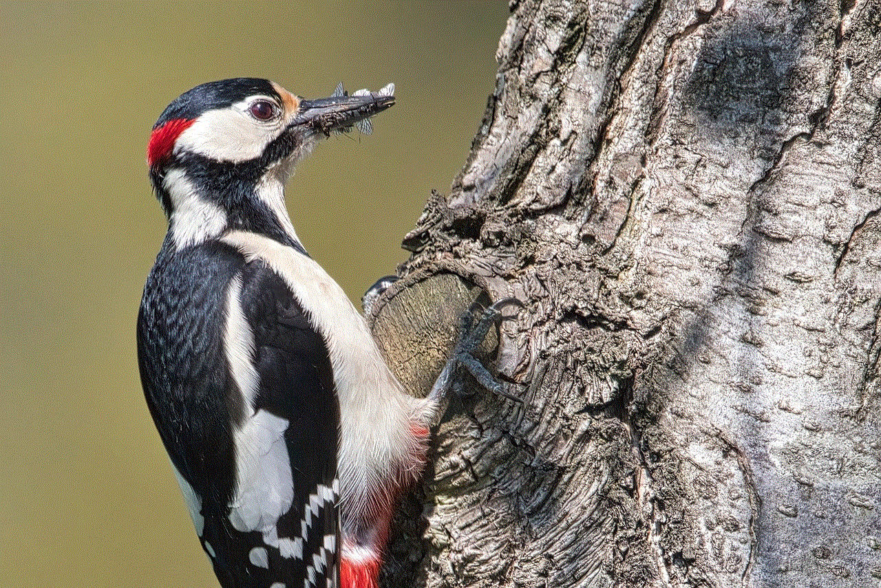 Great Spotted Woodpecker Bird