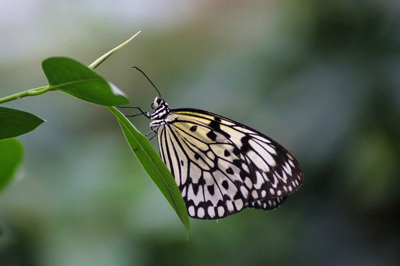 Butterfly Insect