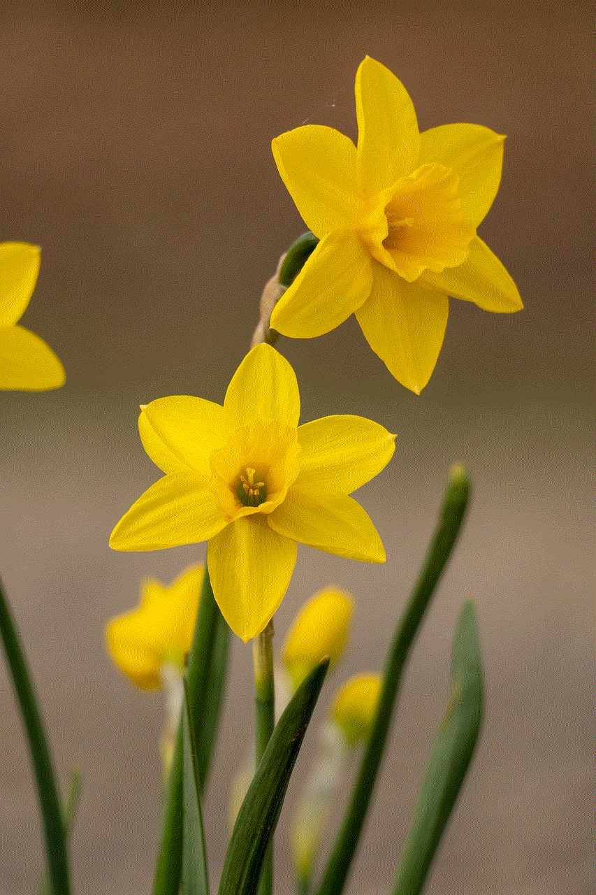Flowers Daffodil Flowers Daffodil