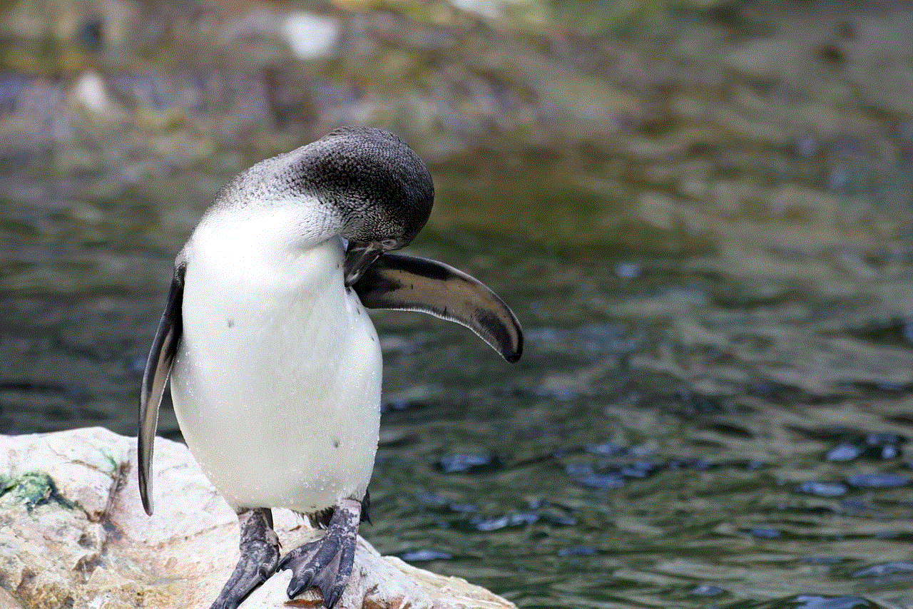 Bird Penguin