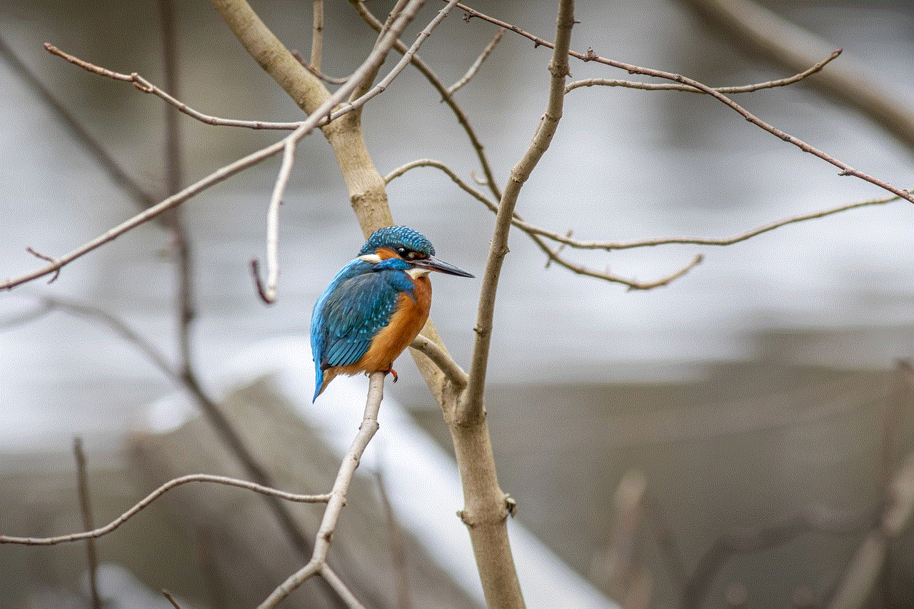 Kingfisher Bird Kingfisher Bird