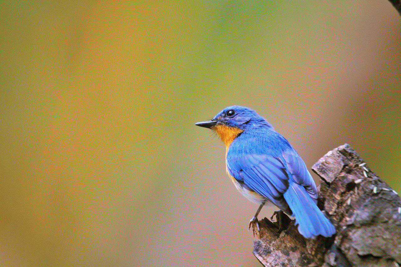 Bird Tickell'S Blue Flycatcher