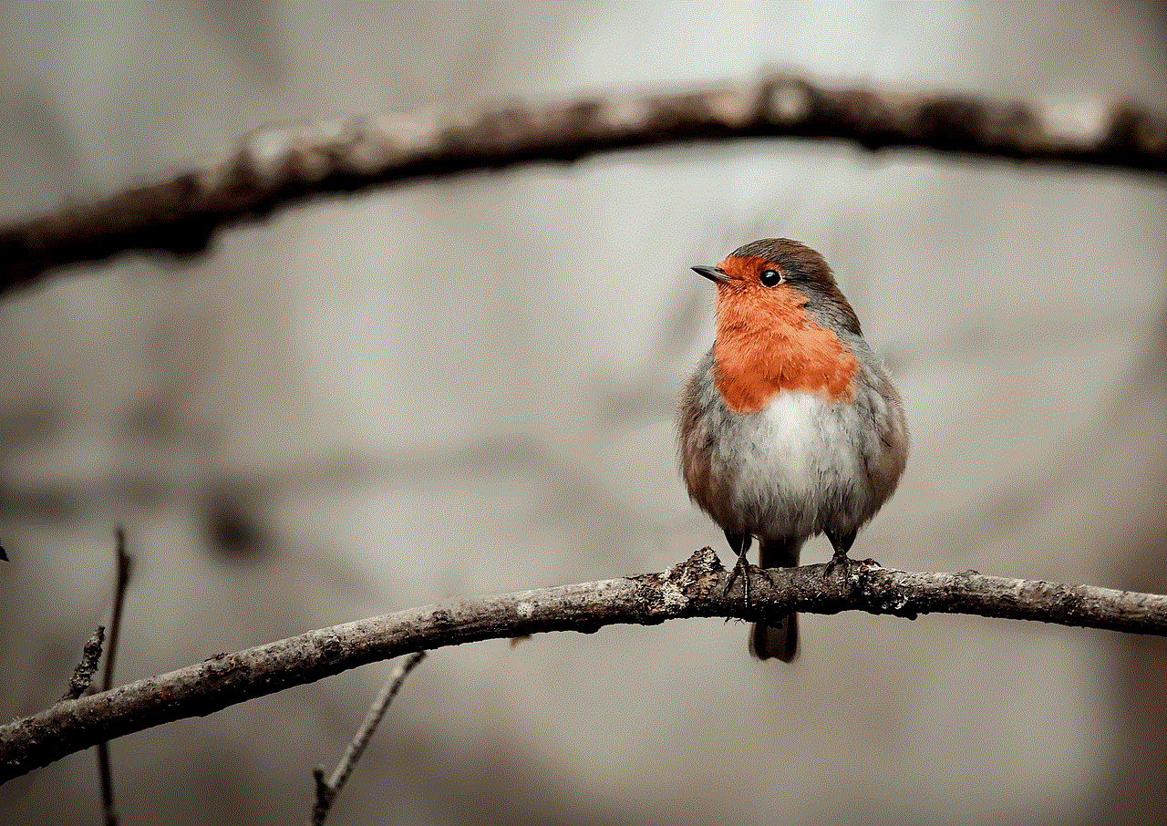 Robin Bird