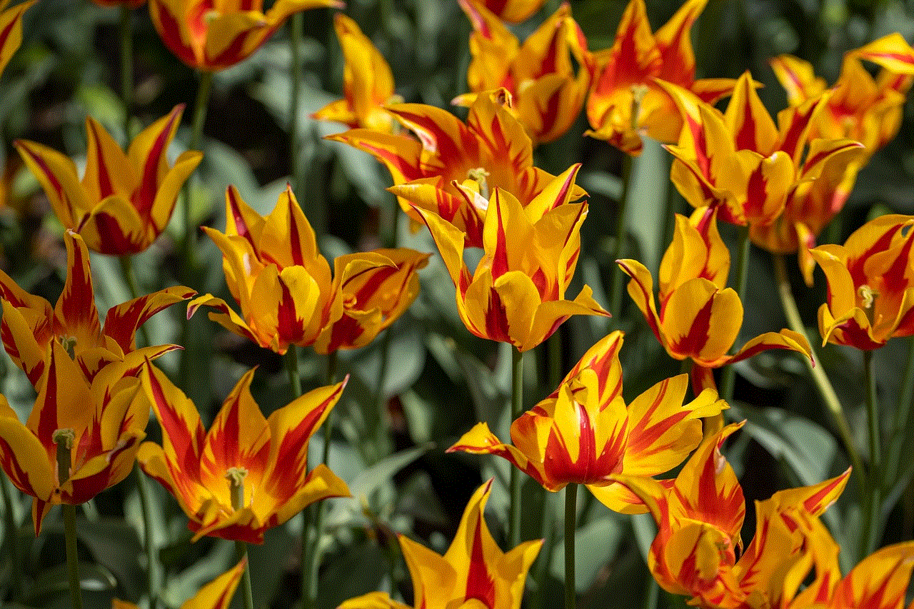 Tulips Floral Background
