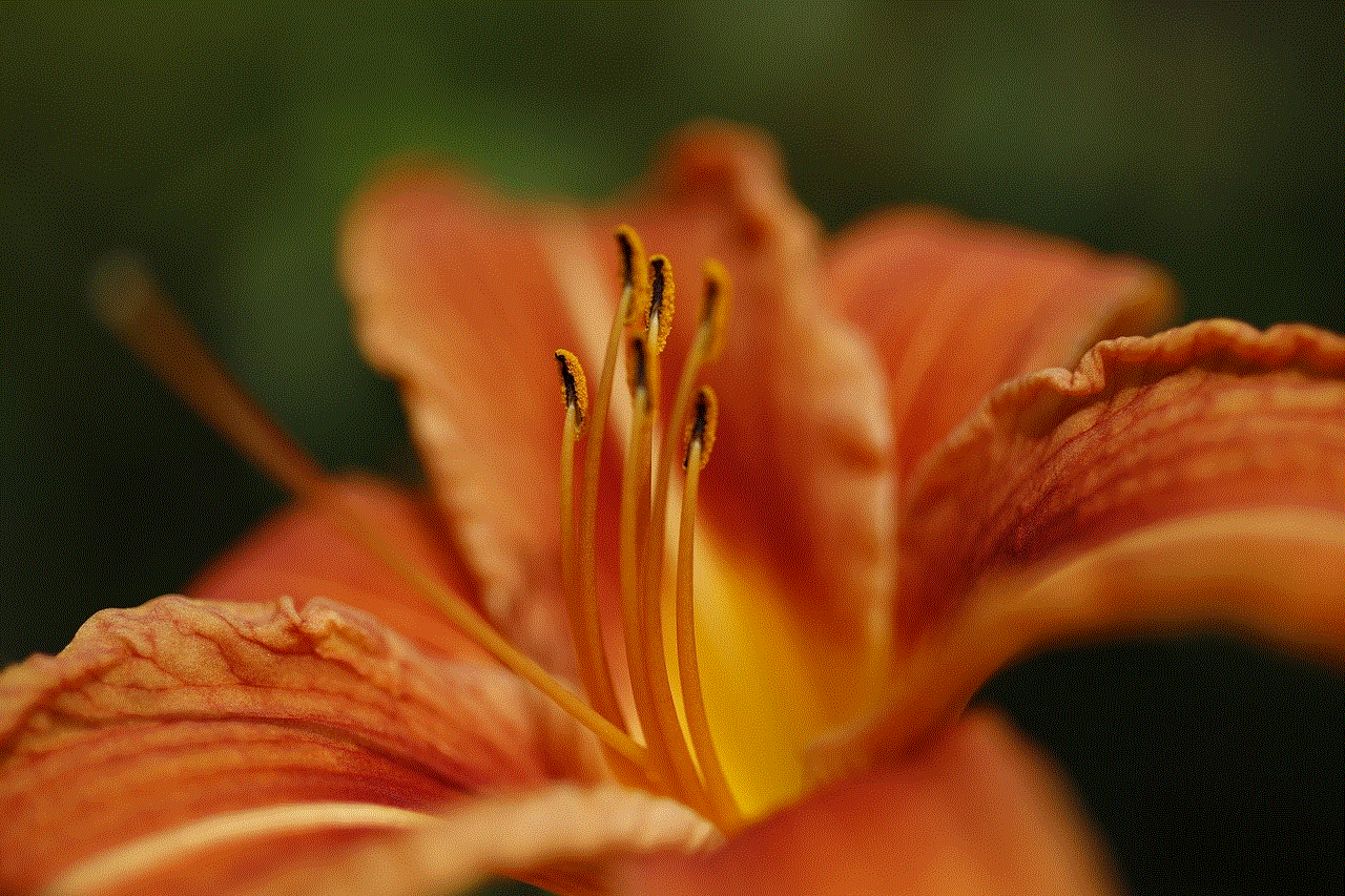 Daylily Flower Daylily Flower