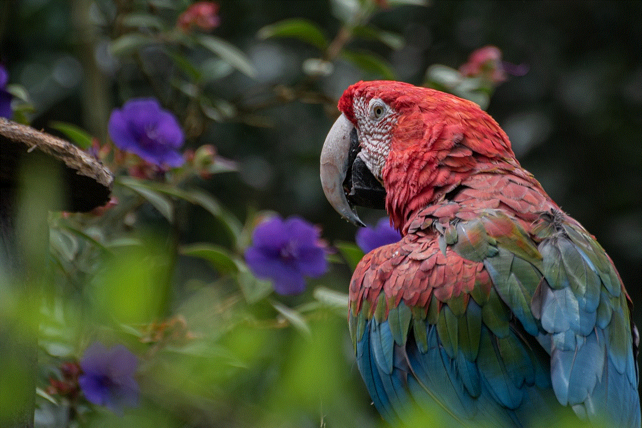 Macaw Parrot