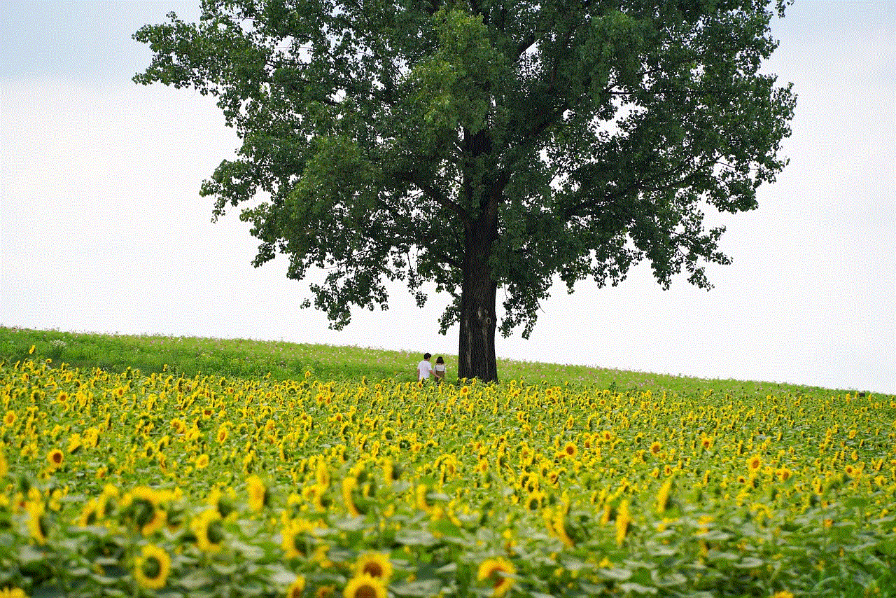 Field Sunflowers Field Sunflowers