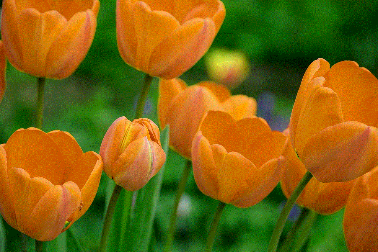 Tulips Beautiful Flowers Tulips Beautiful Flowers