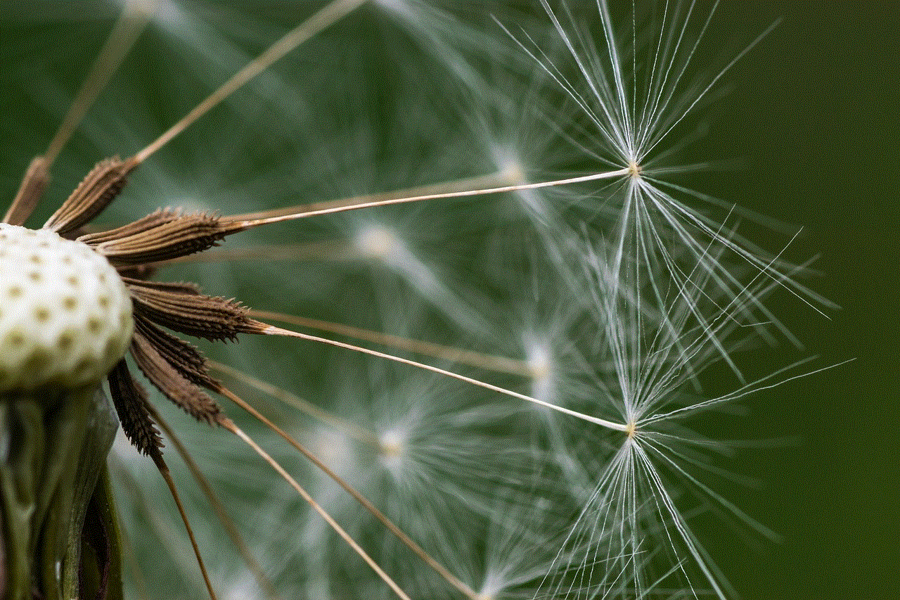 Dandelion Seeds