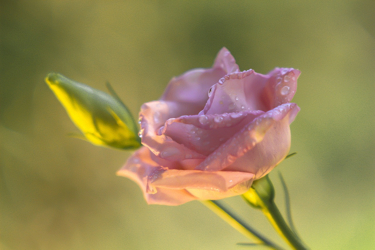 Rose Flower