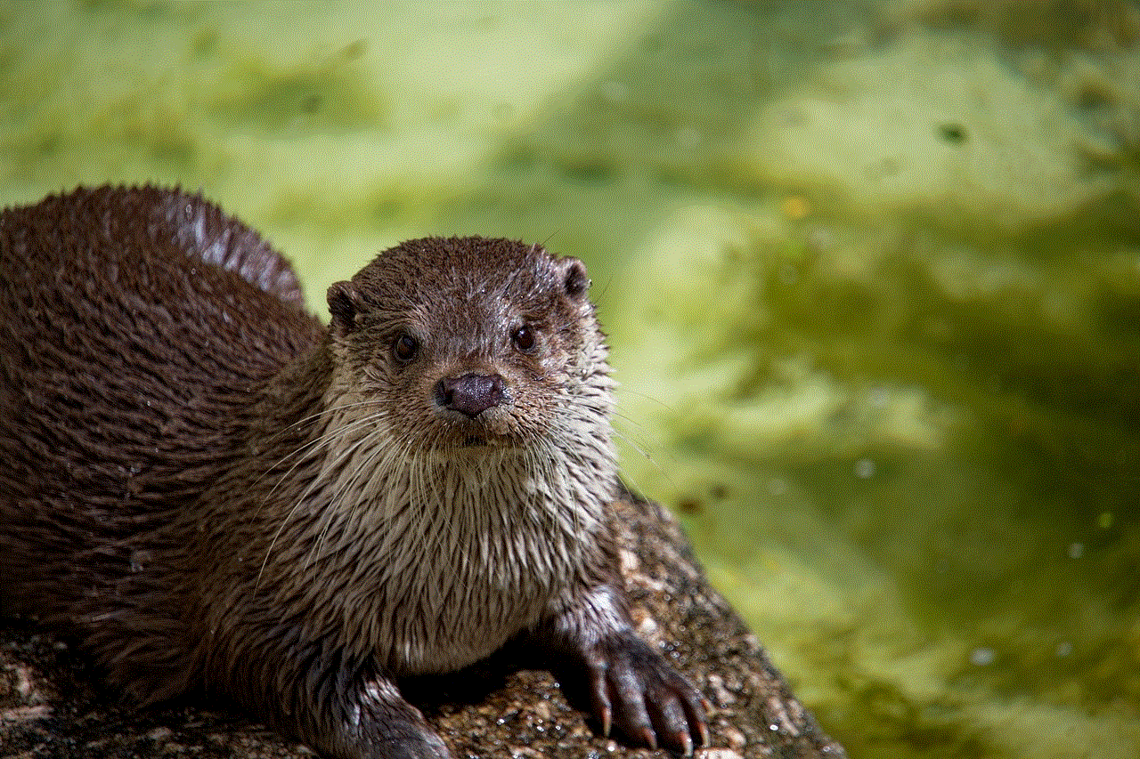 Otter Animal