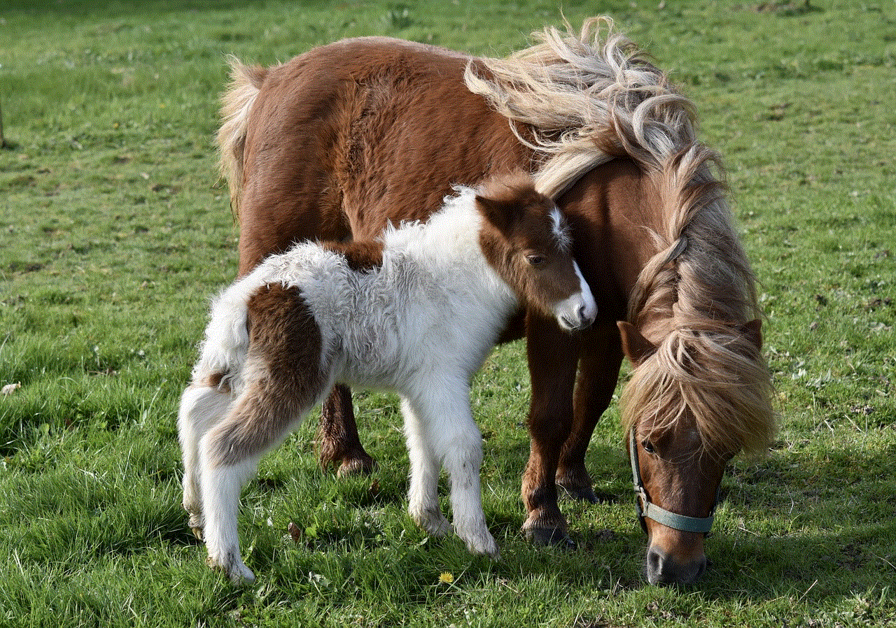 Shetland Ponies Animals