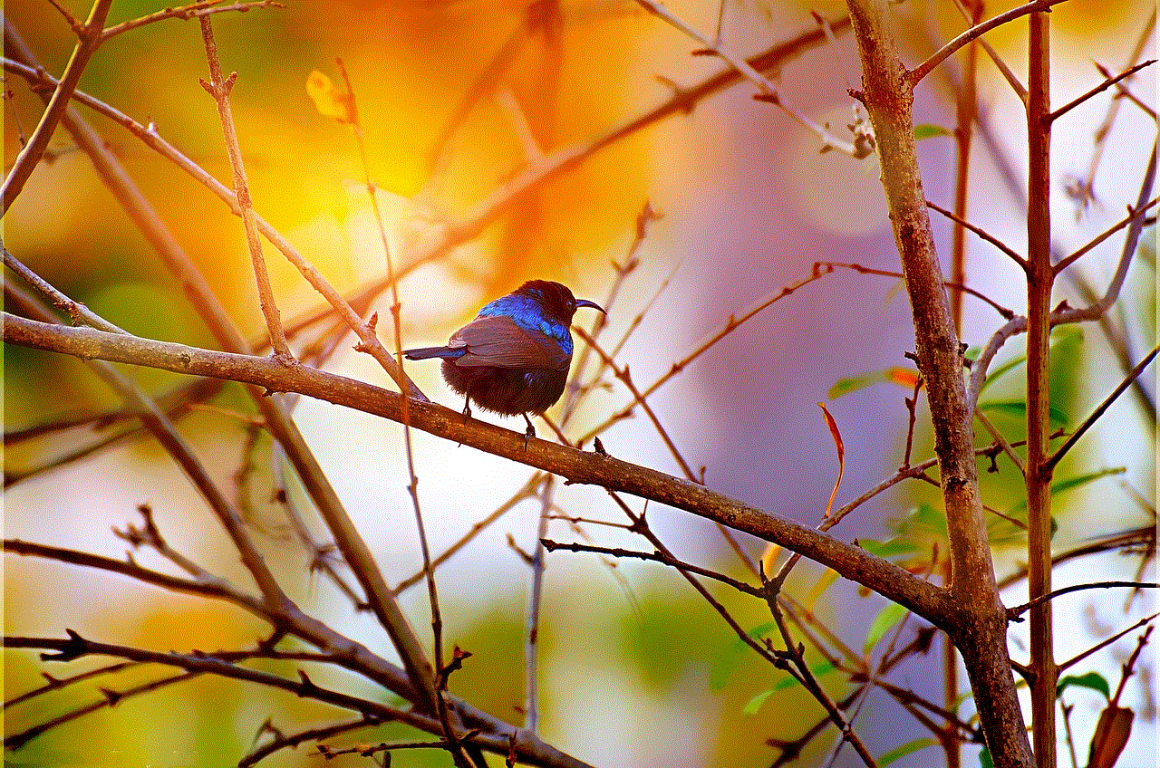 Black-Throated Sunbird Bird