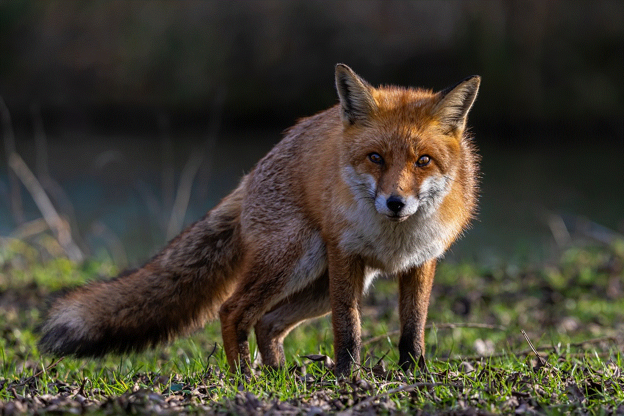 Fox Red Fox Fox Red Fox