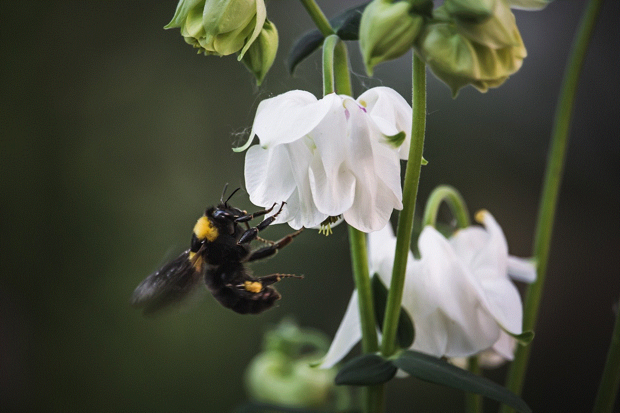 Flowers Bumblebee