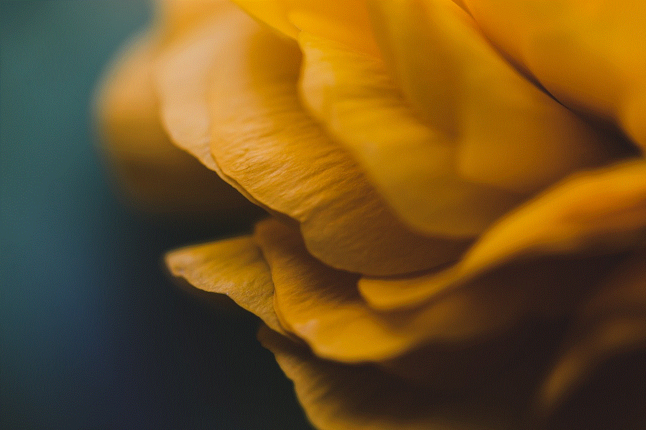 Flower Ranunculus Flower Ranunculus