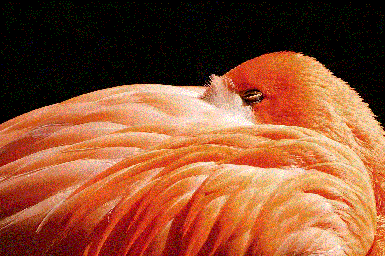 Bird Flamingo Bird Flamingo