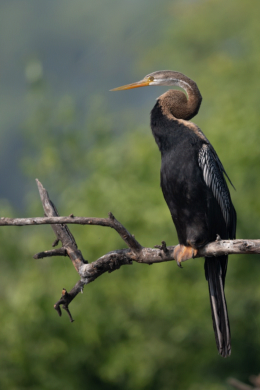 Darter Bird