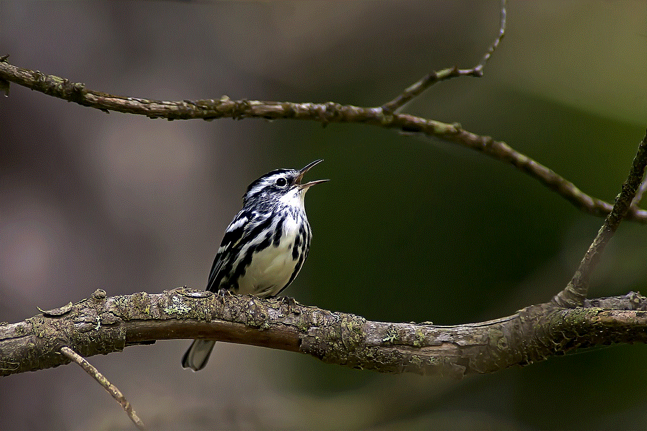 Black-And-White Warbler Bird