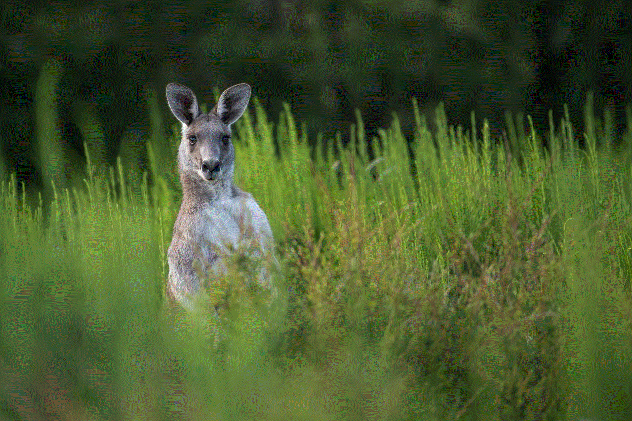 Kangaroo Marsupial