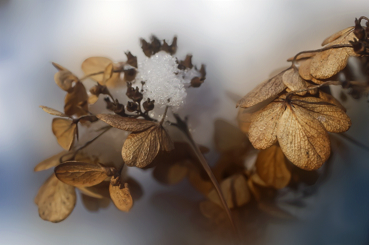 Dried Hydrangeas Frost