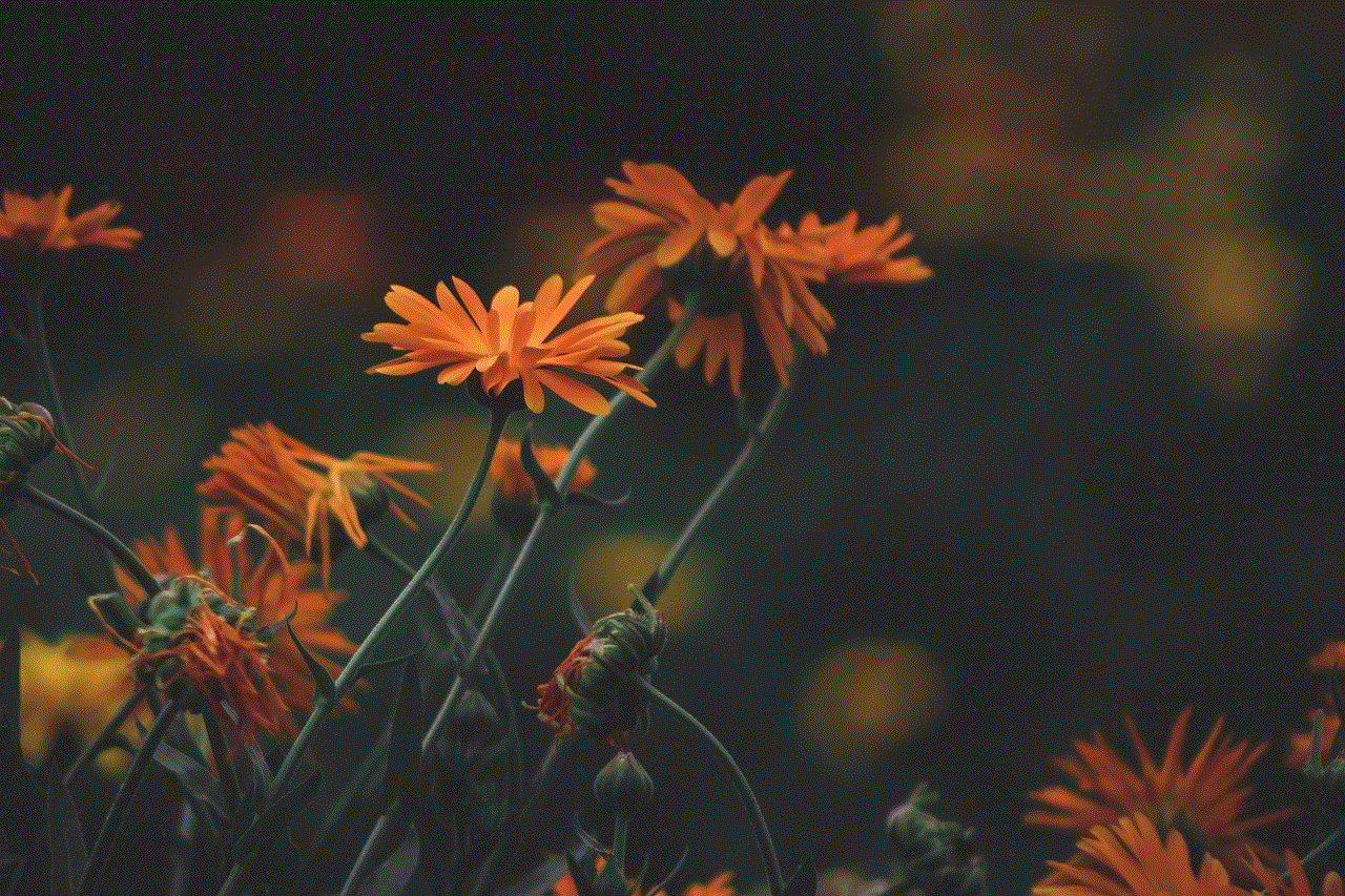 Pot Marigold Flowers