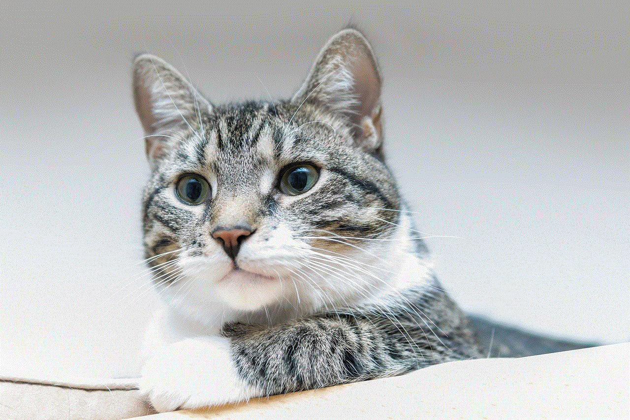 Cat European Shorthair