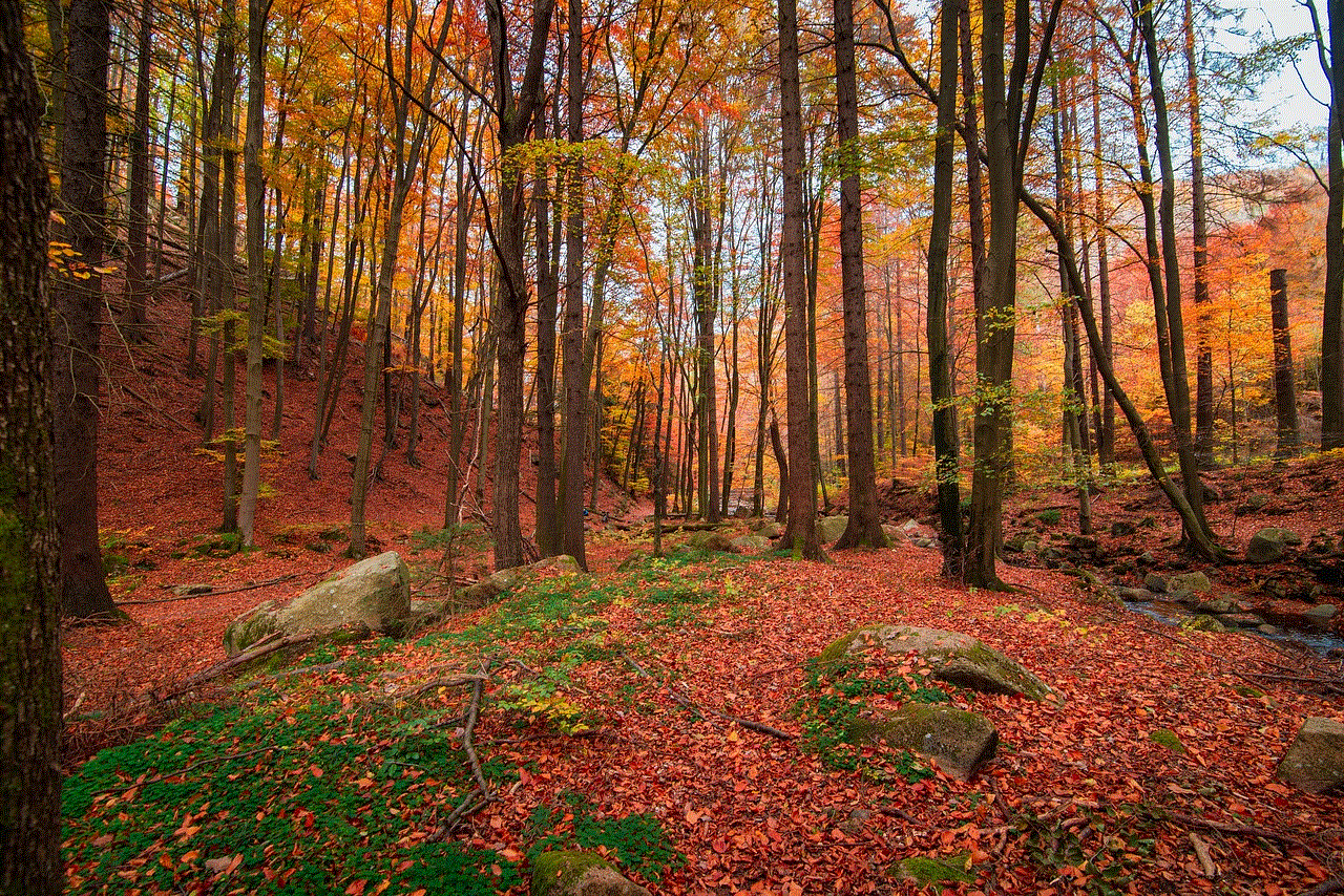 Nature Forest