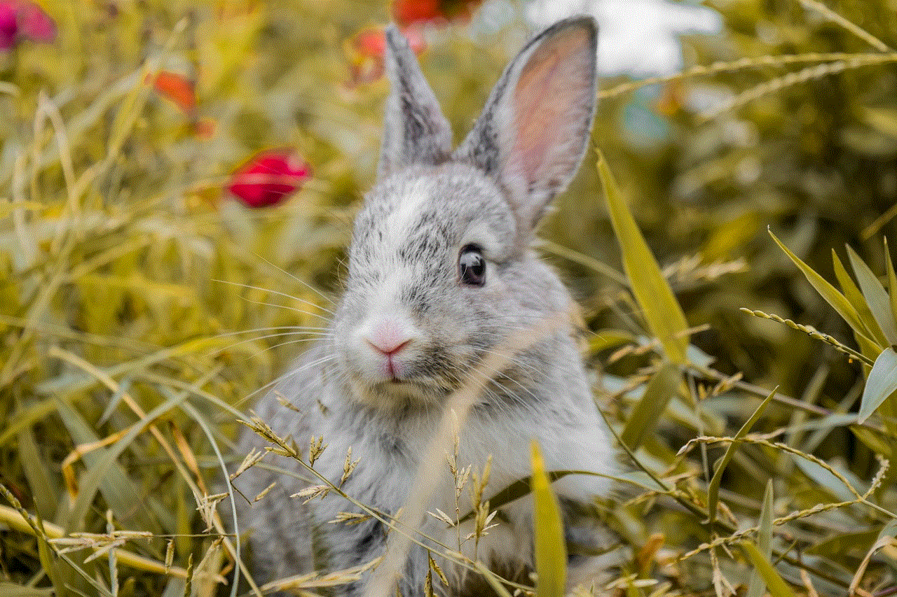 Animal Rabbit