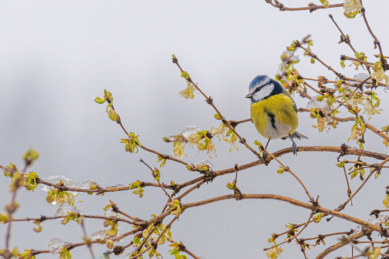 Bird Blue Tit