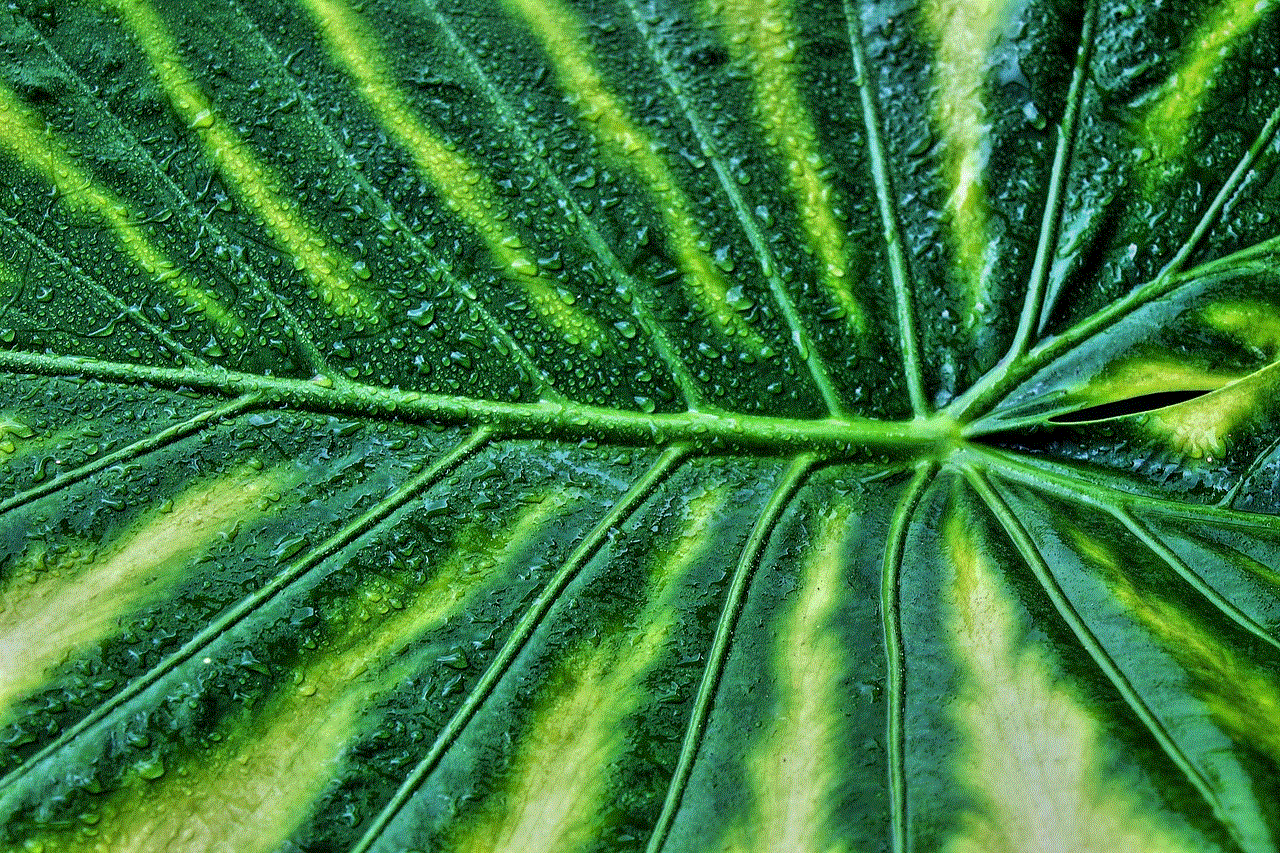 Variegated Leaf Giant Taro