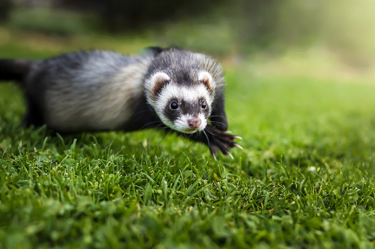 Animal Ferret