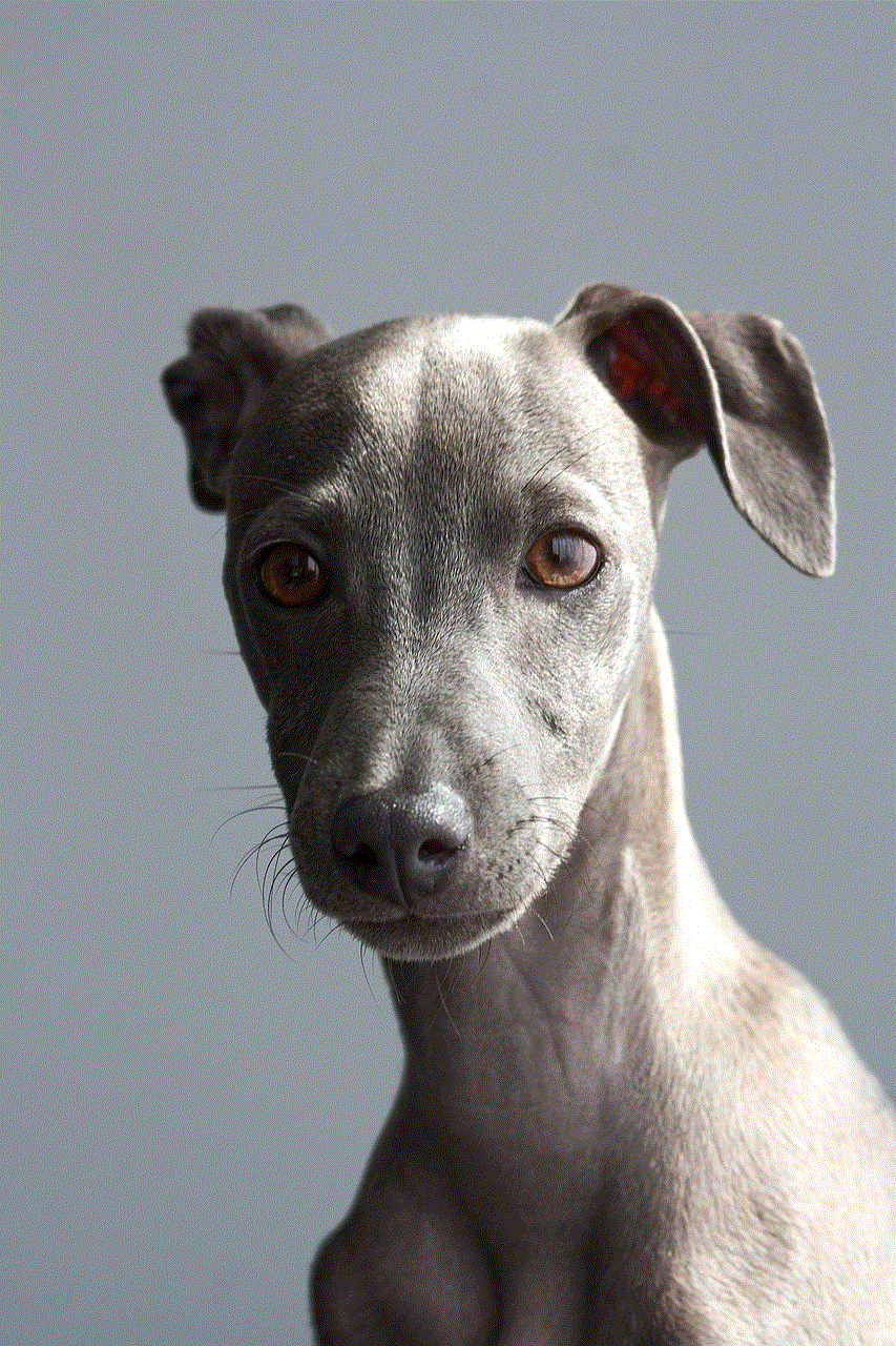 Greyhound Dog