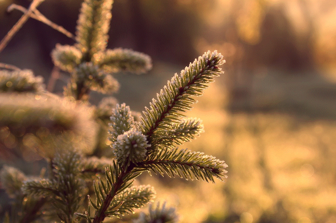 Spruce Pine Needles