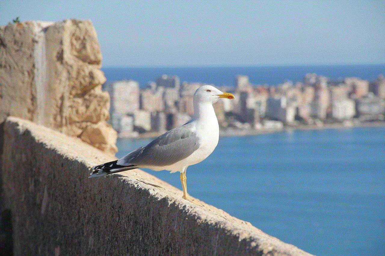 Bird Seagull