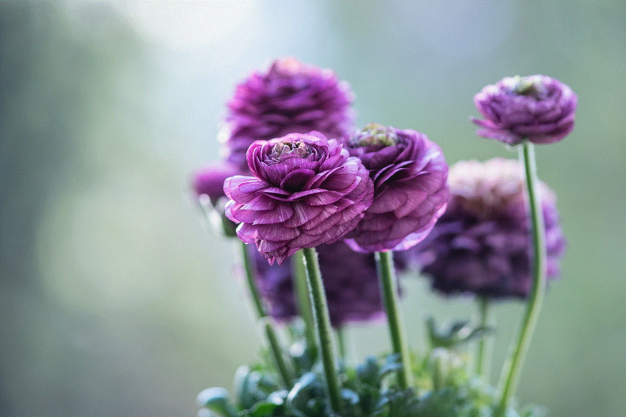 Ranunkeln Ranunculus